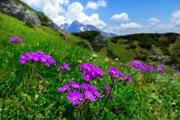Spring hiking in the mountains on green meadows with colorful spring flowers. Alpine meadow with flowering Primula in natural habitat. Spring flowers in the mountains.