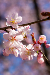 Obraz premium A detailed closeup shot of beautiful pink flowers on a tree branch