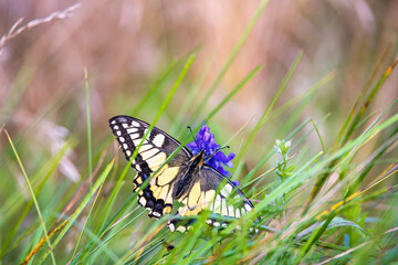 Swallowtail butterfly sitting on a Tufted vetch  flower on a meadow