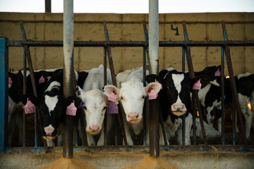 Dairy Calves Feeding Inside Barn Stalls