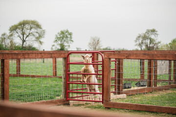 Goat standing behind red farm gate in fenced pasture in rural Illinois