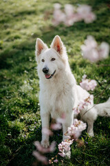 White dog sitting on a lush meadow with cherry blossoms