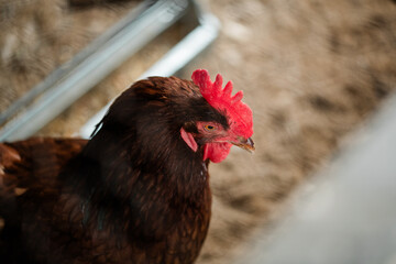 Close-up of brown chicken with red comb in rural Michigan farmyard