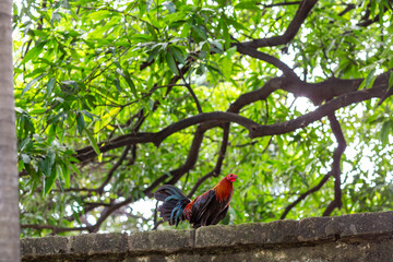 A rooster stands on a wall against backdrop of trees