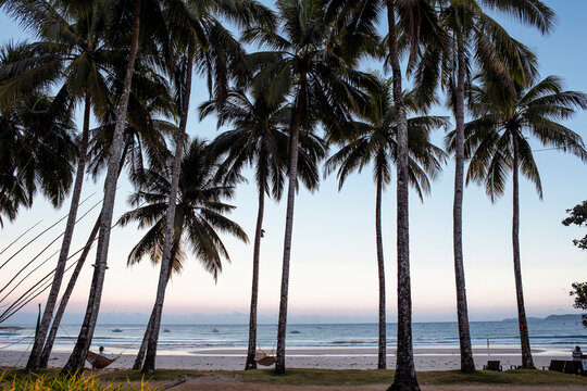 Palm trees on the beach in Philippines
