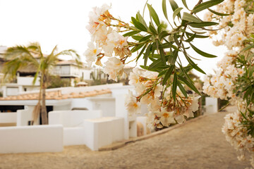 Branch of white flowers over cobblestone street and white houses