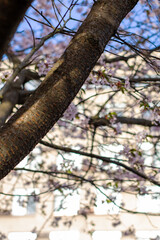 Fototapeta premium A beautiful tree with vibrant flowers stands in front of a building