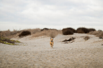 Small light brown dog running toward camera