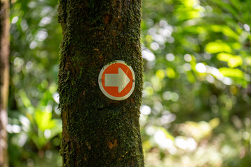Arrow directional trail sign on moss covered tree