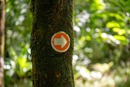 Arrow directional trail sign on moss covered tree