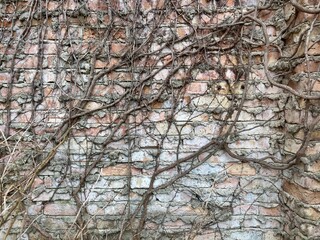 Weathered brick wall covered with dry, tangled vines in early spring