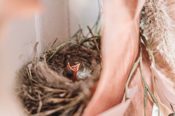 1 day old brown headed cowbird - a parasite in a robins nest © Cavan