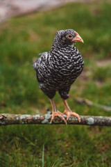Backyard Chickens Exploring and Perching