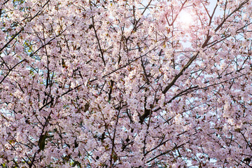 The sun shines through the branches of a cherry blossom tree