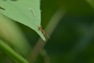 an ant at the tip of a leaf looking up