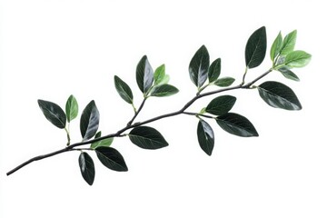 Naklejka premium Rosemary sprig with dark green leaves isolated on white perfect for herbal packaging botanical visuals and natural product branding