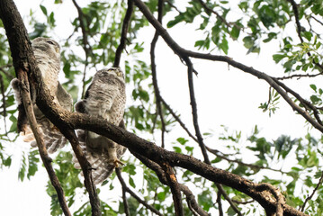 A spotted owl perches in a tree during the day.