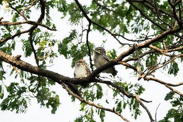 A spotted owl perches in a tree during the day.