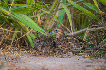 Barred Buttonguail and their young are eating food on the ground.