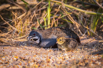 Blue-breasted Quail (male), and their young are eating food on the ground.