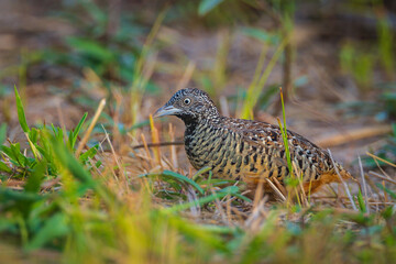 Rain Quail, a small bird looking for food on the ground.