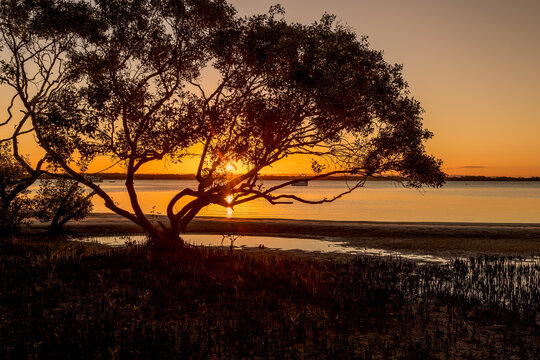 A golden sunset seen through the branches and leaves of a silhouetted mangrove tree, its roots stretching into the tranquil waters, evoking serenity at Bribie Island in Queensland, Australia. - Powered by Adobe