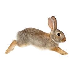 Obraz premium A cute rabbit hopping and looking directly at the camera, with its long ears perked up, its fur is a mixture of brown, white, and gray. The rabbit is in mid-hop, and its paws are in mid-air.
