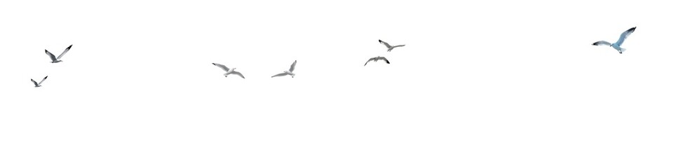 Fototapeta premium Set of Flying Albatross Birds isolated on transparent background