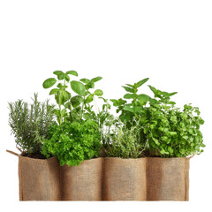 Fototapeta premium A vibrant collection of fresh herbs thriving in a rustic planter, perfect for culinary enthusiasts