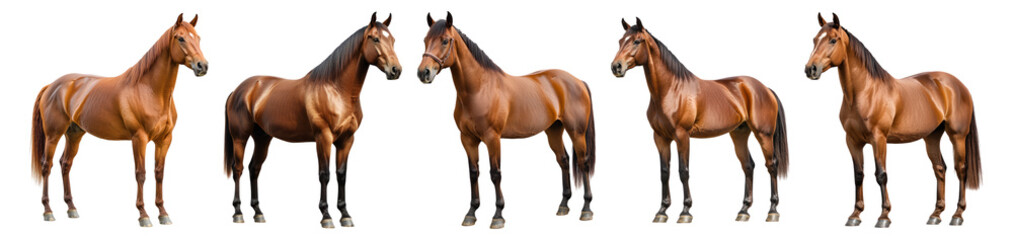 Obraz premium Group of Five Majestic Brown Horses on Transparent Background, Isolated on Transparent, white background