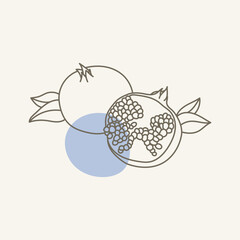 Outline Pomegranate Pomegranate vector. Hand drawn Grapefruit with leaves.