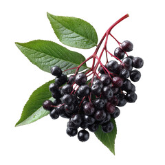 Fresh ripe black elderberries on branch with green leaves isolated food on transparent background