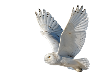 Snowy Owl Flying with Wings Spread Isolated on transparent background cutout, PNG file, Cutout file