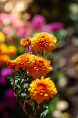 Selective focus on blooming orange chrysanthemums, highlighted by sunlight and a dreamy background.