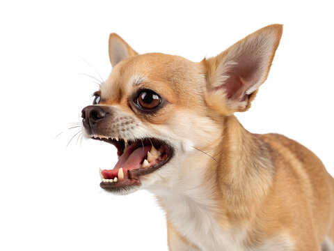 Close-up Portrait of an Aggressive Chihuahua Isolated on transparent background cutout, PNG file, Cutout file