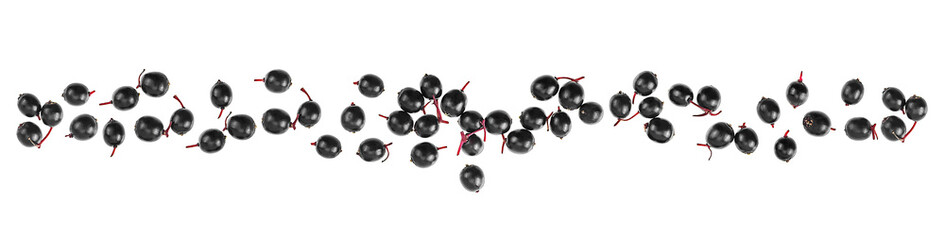 Fresh black berries of Sambucus isolated on a white background, top view. Black elderberry fresh fruit. Sambucus nigra Aurea.