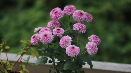 Beautiful pink and white flowers bloom in the garden, a floral beauty of nature in spring or summer