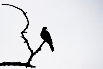 Fototapeta premium Bird perched on a dry branch on a white background.