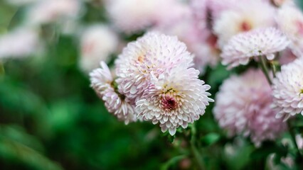 Close-up of vibrant chrysanthemums blooming gracefully, showcasing their soft petals in focus.