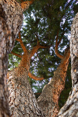 Obraz premium A large coniferous tree with large branches against a blue sky, viewed from below.