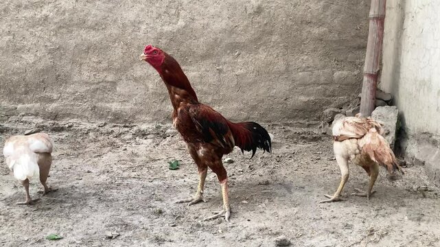 Desi rooster standing with hens in rural backyard with mud ground and brick wall background

