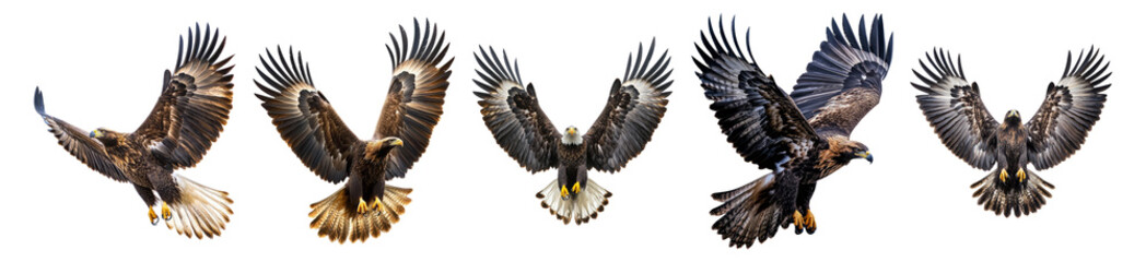 Obraz premium Majestic Birds of Prey in Flight Captured in Stunning Motion, Isolated on Transparent, white background