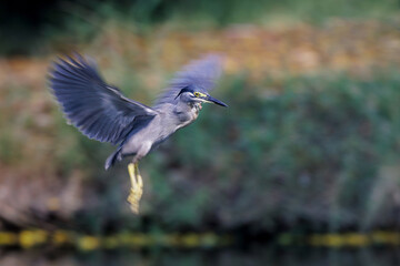 Striated Heron, Butorides striata, Green-backed heron, flying, hovering in the air before diving and catching fish in water pond in forest park, slow shutter speed for wing movement