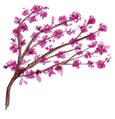 Cherry Blossom Branch Watercolor Illustration