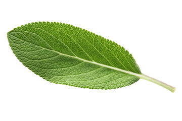 Fototapeta premium green leaf isolated on white background