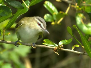Red-Eyed Vireo on a stem
