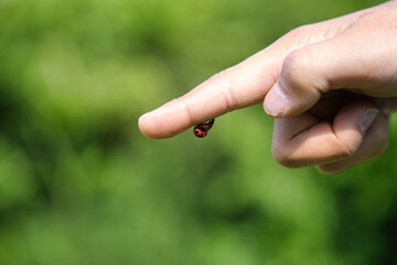 指に止まる二匹のてんとう虫