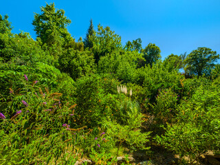 Trees growing in the botanical gardens (Botanical Park & Gardens Of Crete, Greece)