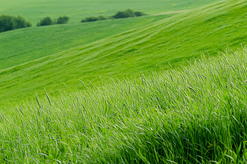 Fototapeta premium Lush green grass sways gently in breeze, creating serene landscape of rolling hills and vibrant nature