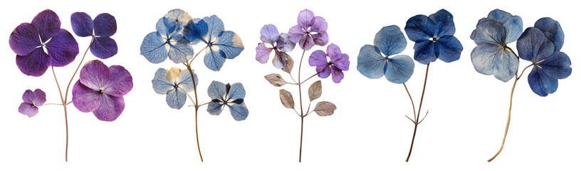 Obraz premium PNG Real Pressed a hortensia purple flower pressed, transparent background